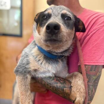 Bluey -  Australian Cattle Dog Blue Heeler Dog for Adoption in Corinth, Mississippi - Bluey | PetCurious