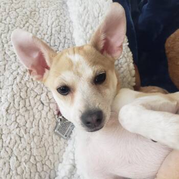 Chihuahua Dogs Available for Adoption in Saratoga Springs, New York - Tanner | PetCurious