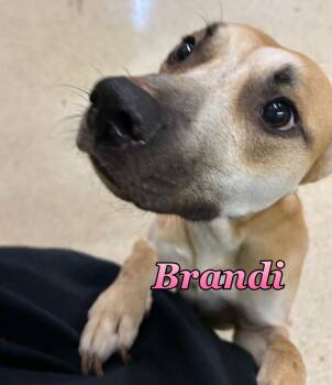 Brandi -  Shepherd Dog for Adoption in Muncie, Indiana - Brandi | PetCurious