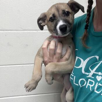 Michelle -  English Bulldog Dog for Adoption in Lakeland, Florida - Michelle | PetCurious