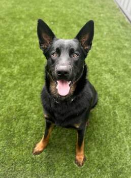 German Shepherd Dog Dogs Available for Adoption in Delson, Quebec - Bosco | PetCurious