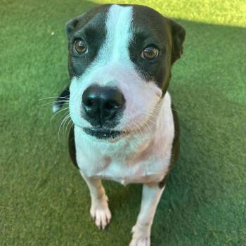 Rescue Labrador Retriever Dogs for Adoption in Williston, Vermont - Luna | PetCurious