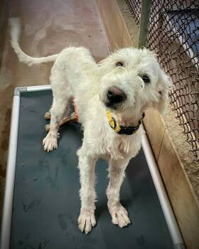 Honor -  Labradoodle Dog for Adoption in Phoenix, Arizona - Honor | PetCurious