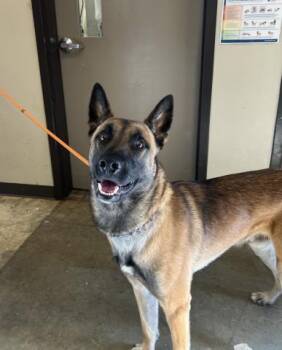 Belgian Shepherd Malinois Dogs Available for Adoption in Ontario, California - THUNDERBIRD | PetCurious