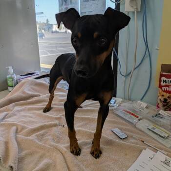 Fleming -  Miniature Pinscher Dog for Adoption in Chico, California - Fleming | PetCurious