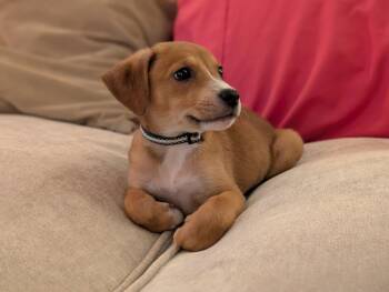 Luna -  Hound and Pit Bull Terrier Dog for Adoption in Holly Springs, North Carolina - Luna | PetCurious