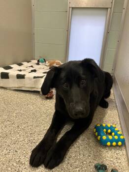 Labrador Retriever Dogs Available for Adoption in Auburn, Indiana - Gertie | PetCurious