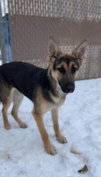 German Shepherd Dog and Mixed Breed Dogs Available for Adoption in Bemidji, Minnesota - Sadie | PetCurious