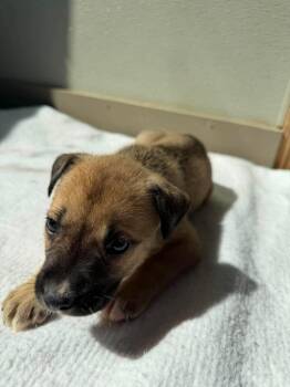 U5 Bumble Bee -  Pit Bull Terrier Dog for Adoption in Ashland, Wisconsin - U5 Bumble Bee | PetCurious