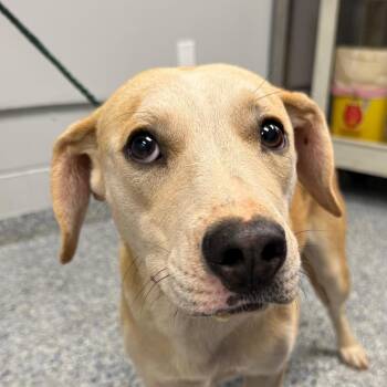 Maggy -  Mixed Breed Dog for Adoption in Greenville, South Carolina - Maggy | PetCurious