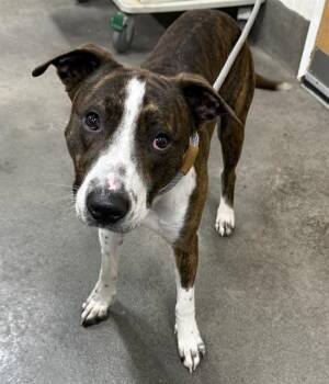 Pit Bull Terrier Dogs Available for Adoption - FRANK | PetCurious