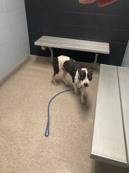 Rescue Pit Bull Terrier Dogs for Adoption in Troy, Ohio - Monica | PetCurious