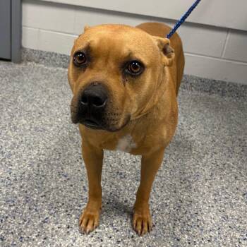 Regina -  Mixed Breed Dog for Adoption in Greenville, South Carolina - Regina | PetCurious