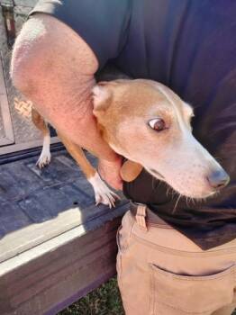Rescue Black And Tan Coonhound and Mixed Breed Dogs for Adoption in Port St. Joe, Florida - Ruby Tuesday | PetCurious