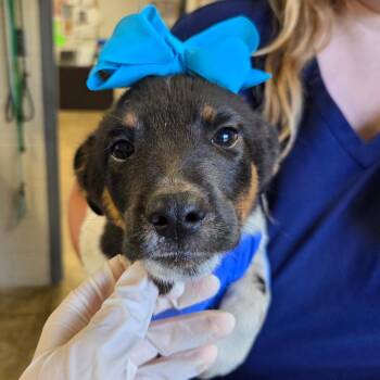 Squash -  Australian Cattle Dog Blue Heeler Dog for Adoption in Enterprise, Alabama - Squash | PetCurious