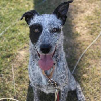 Russel -  Cattle Dog and Mixed Breed Dog for Adoption in Tacoma, Washington - Russel | PetCurious