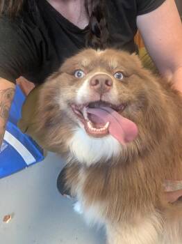 Charlie -  Pomeranian and Husky Dog for Adoption in Barron, Wisconsin - Charlie | PetCurious