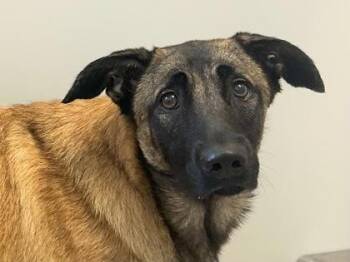 Rescue Mixed Breed Dogs for Adoption in Georgetown, Texas - Aura | PetCurious