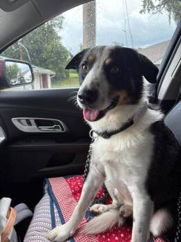 Bandit -  Australian Shepherd Dog for Adoption in Middletown, Connecticut - Bandit | PetCurious