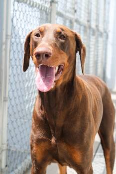 Chief -  Doberman Pinscher Dog for Adoption in Newport Beach, California - Chief | PetCurious