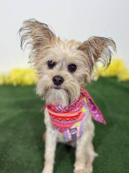 Yorkshire Terrier and Mixed Breed Dogs Available for Adoption in Carlsbad, California - Trixie | PetCurious