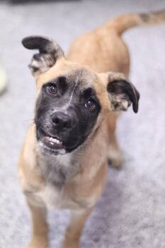 Boxer Dogs Available for Adoption in Manchester, New Hampshire - Langdon In NH! Come Meet Our Adoptable Dogs Wednesday-Saturday.  | PetCurious