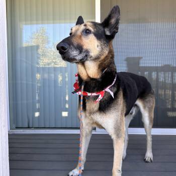 Rescue Shepherd Dogs for Adoption in Trabuco Canyon, California - Tony | PetCurious