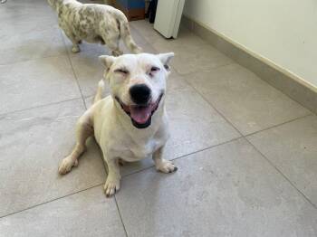 Rescue Corgi and Cattle Dog Dogs for Adoption in Santa Rosa, California - Salt | PetCurious