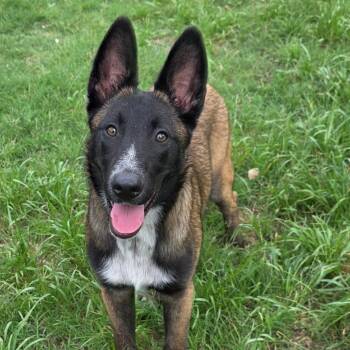 Belgian Shepherd Malinois Dogs Available for Adoption in Austin, Texas - Trapper DD | PetCurious