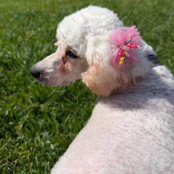 Flufferkins -  Bichon Frise Dog for Adoption in Cincinnati, Ohio - Flufferkins | PetCurious