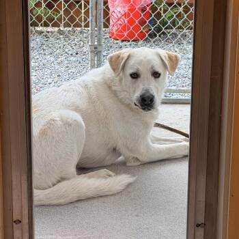 Yeti -  Yellow Labrador Retriever and Great Pyrenees Dog for Adoption in Port Angeles, Washington - Yeti | PetCurious