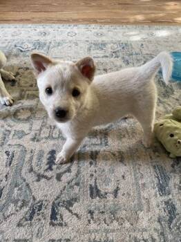 Mixed Breed Dogs Available for Adoption - Feather | PetCurious