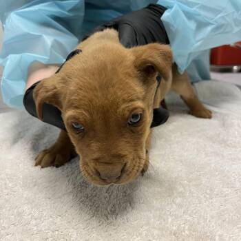 Australian Cattle Dog Blue Heeler Dogs Available for Adoption - Jessica | PetCurious