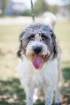 Sheepadoodle Dogs Available for Adoption in Franklin, Tennessee - Otis: Friendly!  | PetCurious