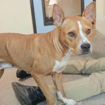 Kiki -  Boxer and Staffordshire Bull Terrier Dog for Adoption in Green Valley, Arizona - Kiki | PetCurious