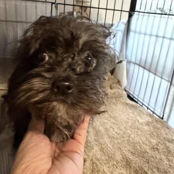 Dolly -  Terrier and Mixed Breed Dog for Adoption in Montgomery, Texas - Dolly | PetCurious