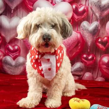 Miniature Poodle Dogs Available for Adoption - Curly | PetCurious