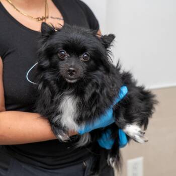 Brooklyn Blackout -  Pomeranian Dog for Adoption in New York, New York - Brooklyn Blackout | PetCurious