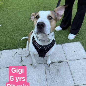 Rescue Pit Bull Terrier Dogs for Adoption in Tampa, Florida - Gigi | PetCurious