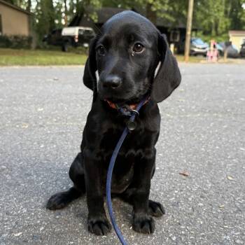 Sunday -  Labrador Retriever Dog for Adoption in Charlotte, North Carolina - Sunday | PetCurious