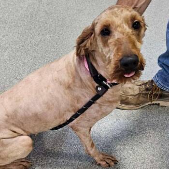 Dory -  Goldendoodle Dog for Adoption in Plainfield, Illinois - Dory | PetCurious