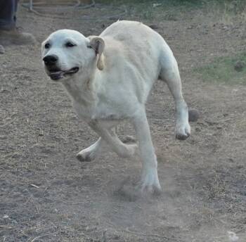 Rescue Mixed Breed Dogs for Adoption in Fort Stockton, Texas - Schnee K 6 | PetCurious