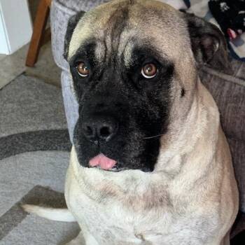 Rescue Bullmastiff Dogs for Adoption in Templeton, Massachusetts - Ruby. -Tx | PetCurious