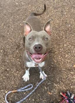 Mechanic -  Mixed Breed Dog for Adoption in Chamblee, Georgia - Mechanic | PetCurious