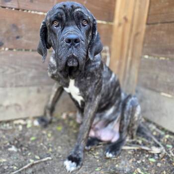 Mastiff Dogs Available for Adoption - Mama Heather McMahan | PetCurious