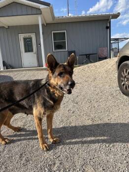German Shepherd Dog Dogs Available for Adoption in Evansville, Indiana - Elara | PetCurious