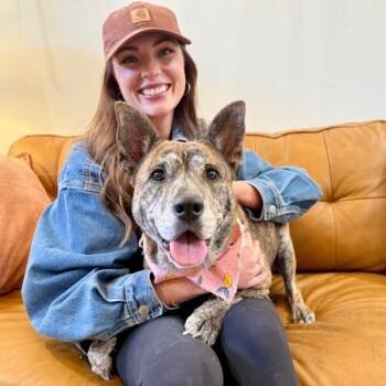 Precious Angel Too Sweet To Be True -  Pit Bull Terrier and Dutch Shepherd Dog for Adoption in Friendswood, Texas - Precious Angel Too Sweet To Be True | PetCurious
