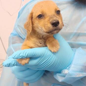 Truck -  Labrador Retriever and Catahoula Leopard Dog Dog for Adoption in Hattiesburg, Mississippi - Truck | PetCurious