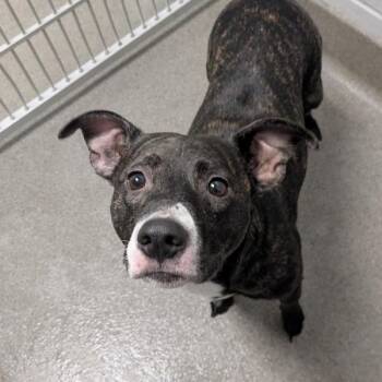 Terrier Dogs Available for Adoption in Des Moines, Iowa - Thina | PetCurious