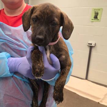 Dana -  Hound Dog Available for Adoption in Chattanooga, Tennessee - Dana | PetCurious